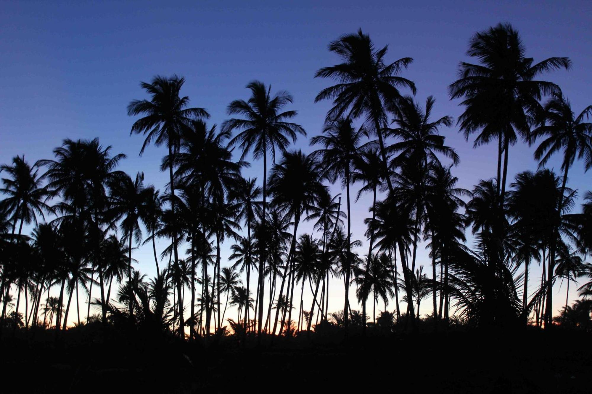 Dreamland Bungalows - Taipu De Fora - Barra Grande Buitenkant foto